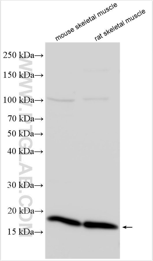 WB analysis using 10541-1-AP