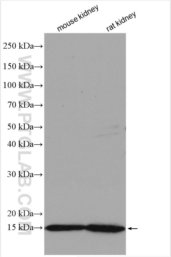 WB analysis using 15894-1-AP