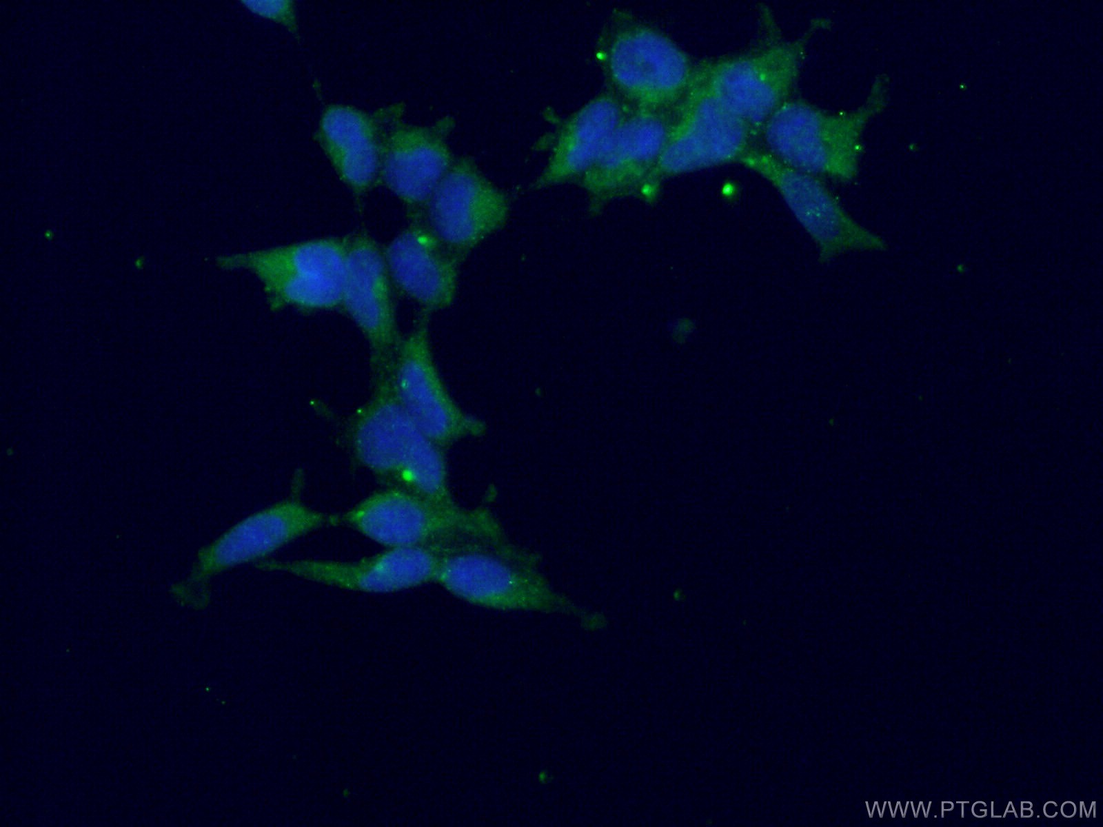 IF Staining of HEK-293 using 24312-1-AP