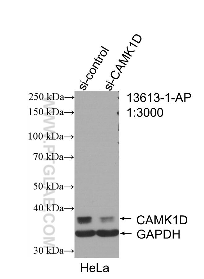 WB analysis of HeLa using 13613-1-AP