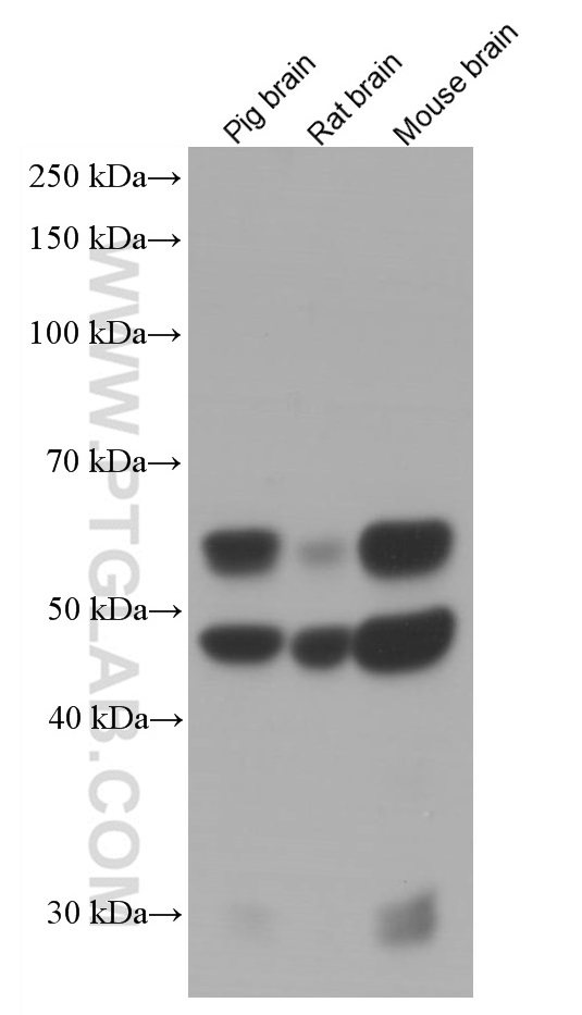 WB analysis using 66843-1-Ig