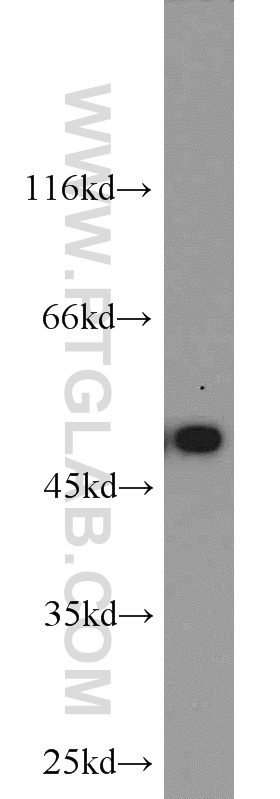 WB analysis of HEK-293 using 20666-1-AP