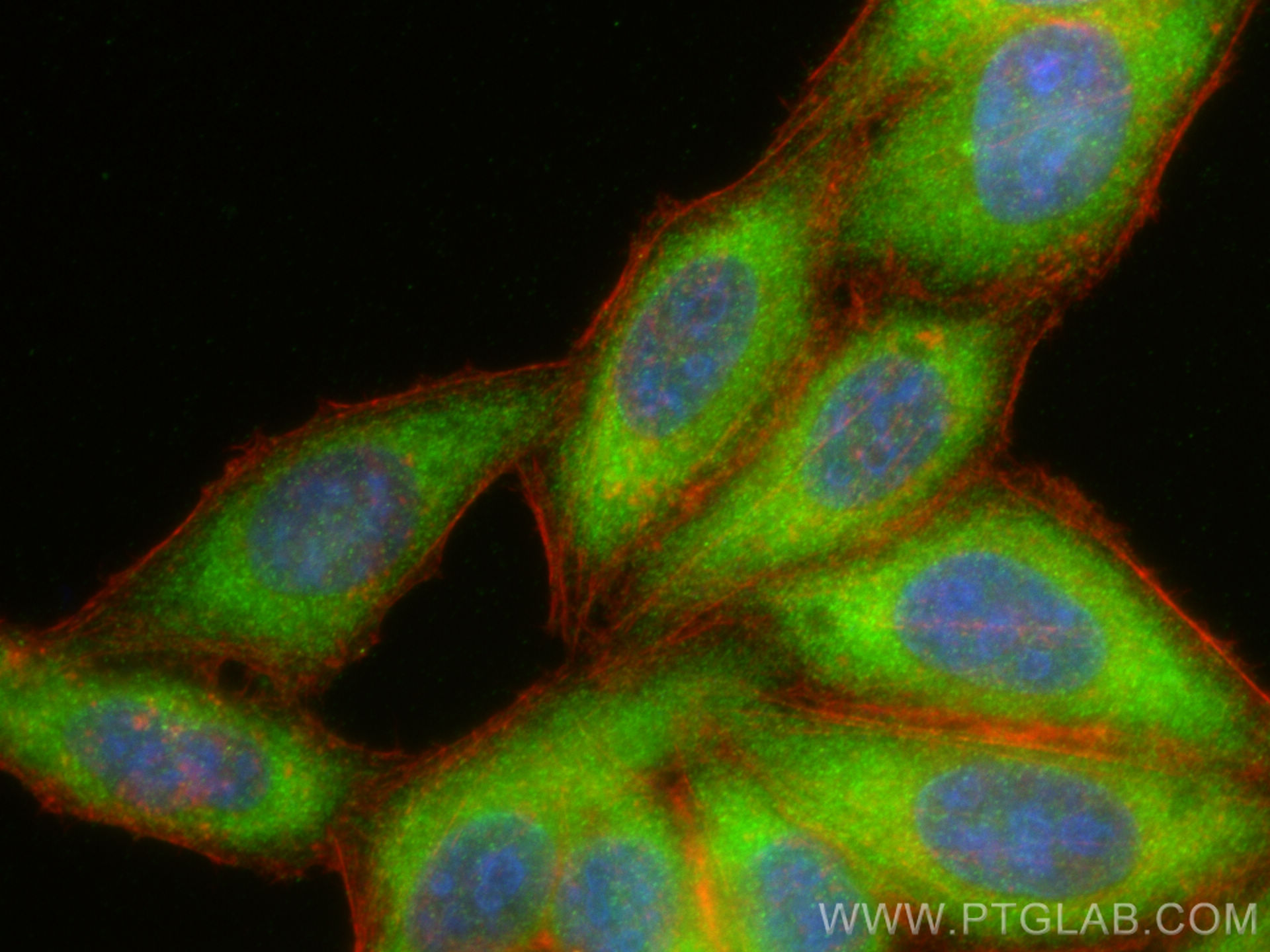 IF Staining of HepG2 using 12666-2-AP (same clone as 12666-2-PBS)