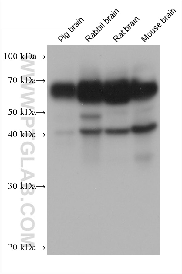 WB analysis using 68519-1-Ig