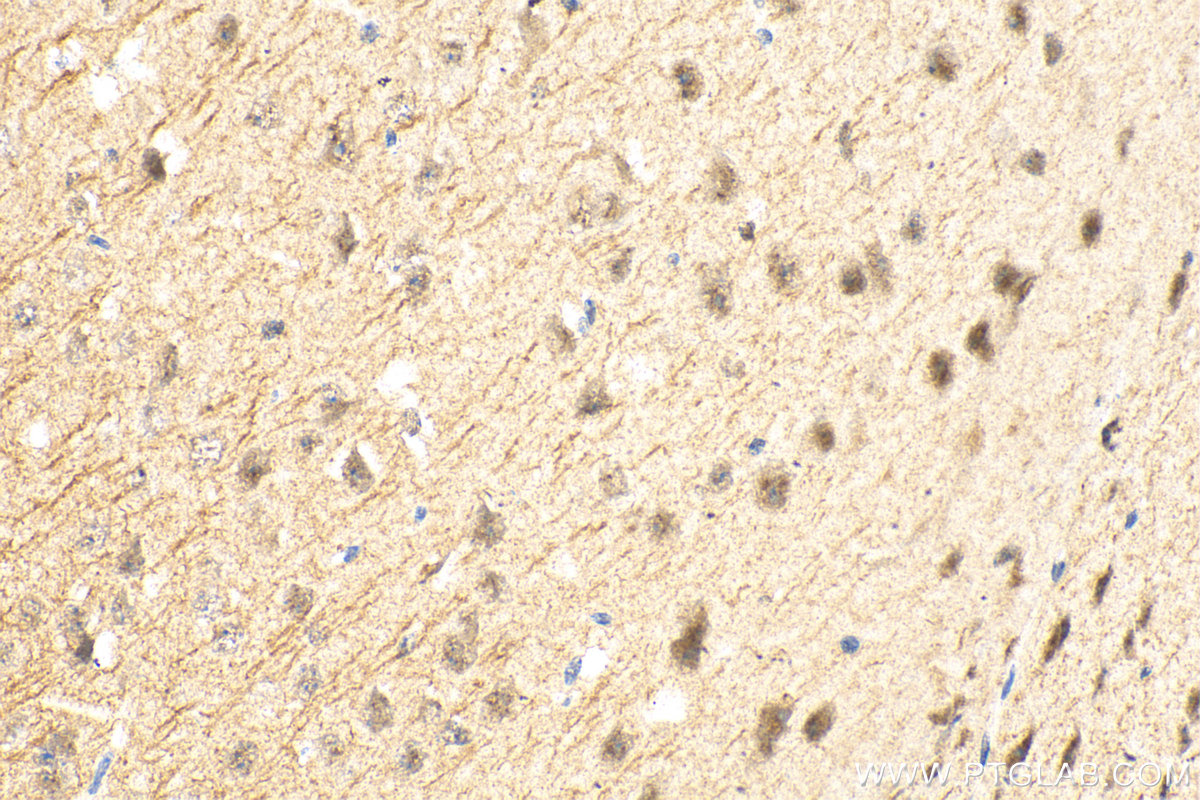 IHC staining of mouse brain using 28090-1-AP