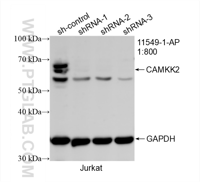 WB analysis of Jurkat using 11549-1-AP