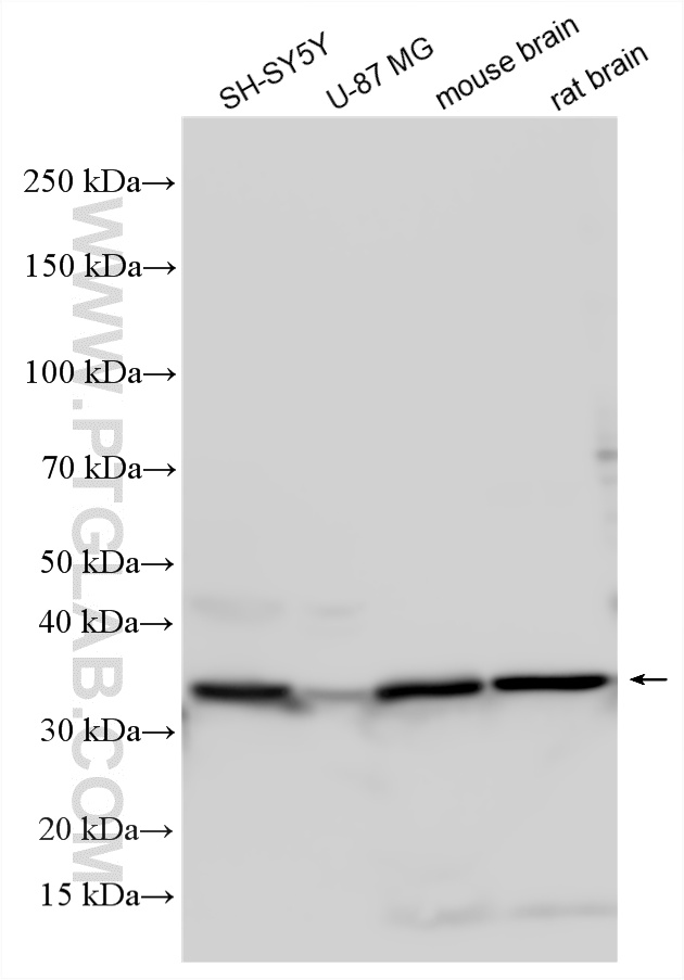 WB analysis using 23327-1-AP