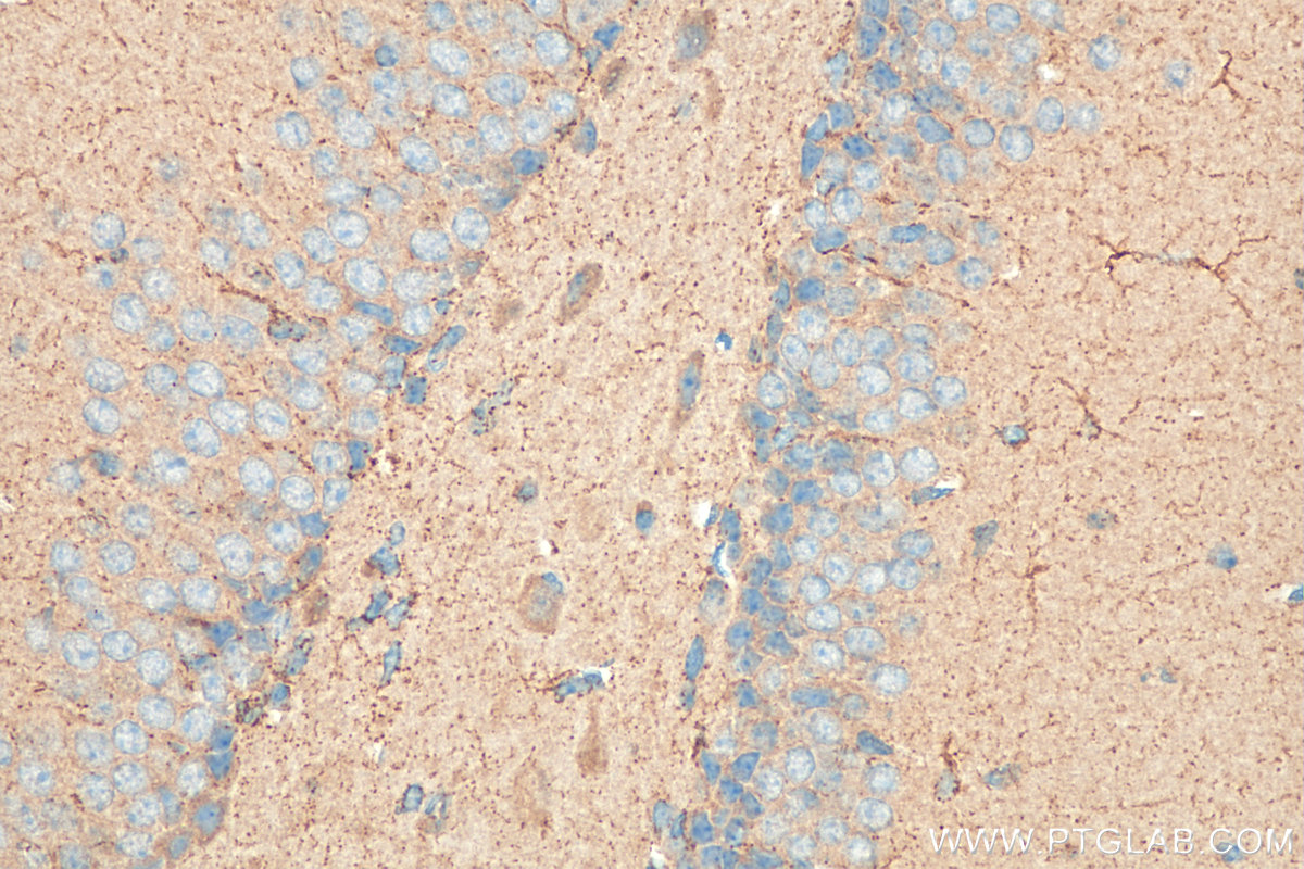 IHC staining of mouse brain using 12009-1-AP