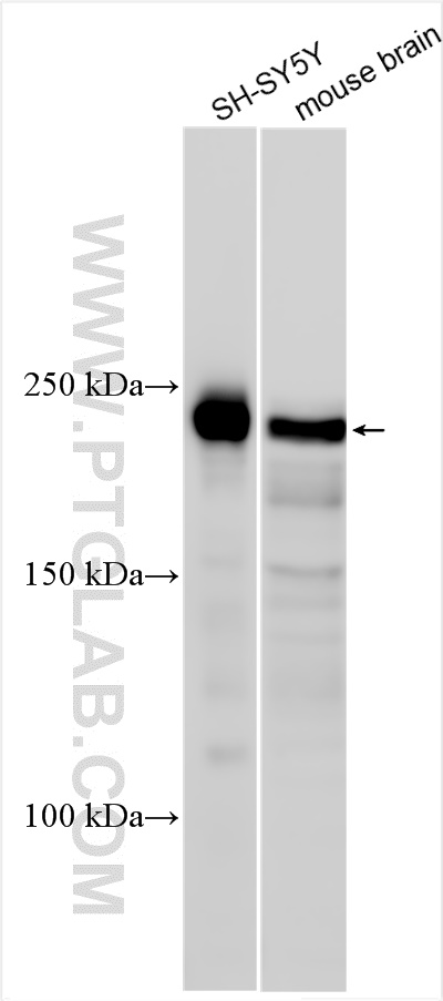 WB analysis using 18816-1-AP