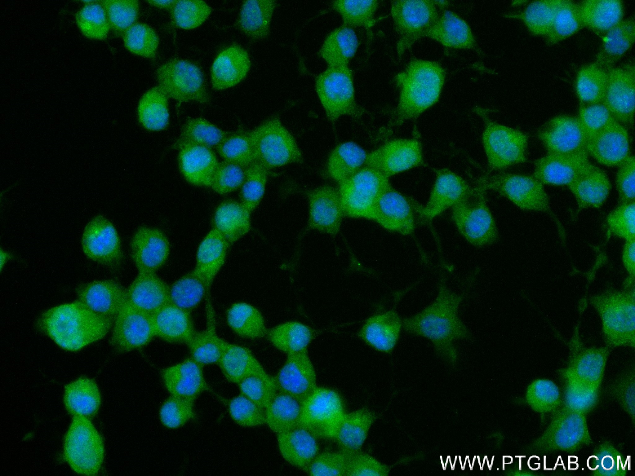 IF Staining of Neuro-2a using 83864-1-RR