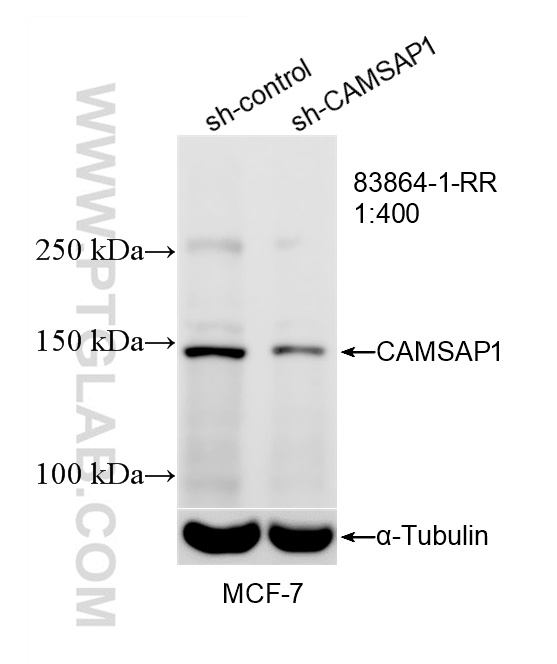 WB analysis of MCF-7 using 83864-1-RR