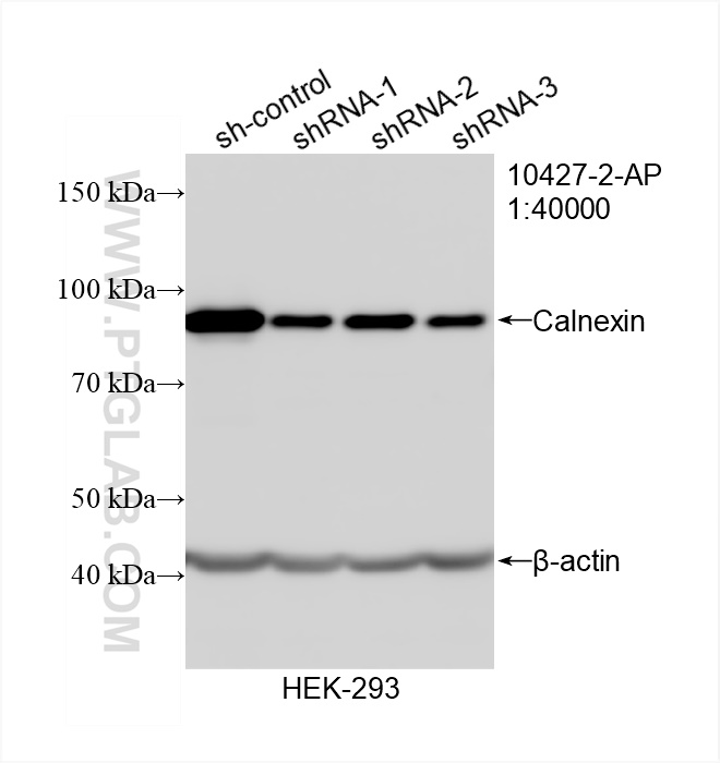 WB analysis of HEK-293 using 10427-2-AP