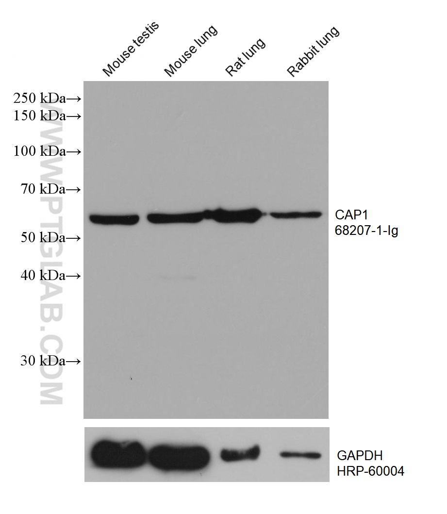 WB analysis using 68207-1-Ig