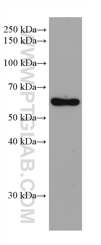 WB analysis of human placenta using 68207-1-Ig