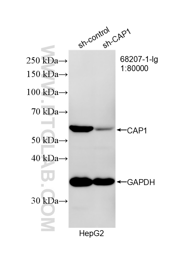 WB analysis of HepG2 using 68207-1-Ig