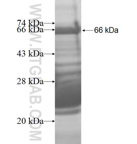 CAP1 fusion protein Ag8870 SDS-PAGE