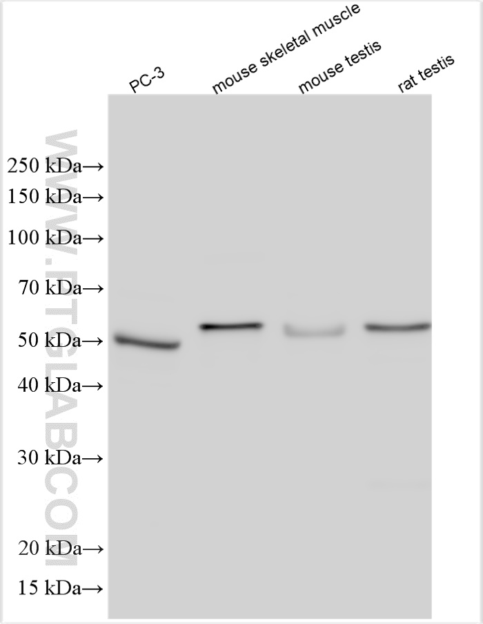 WB analysis using 15865-1-AP