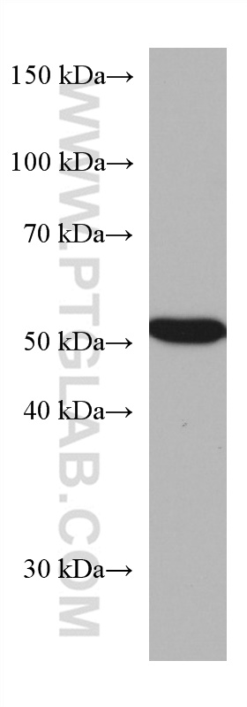 WB analysis of HepG2 using 67412-1-Ig