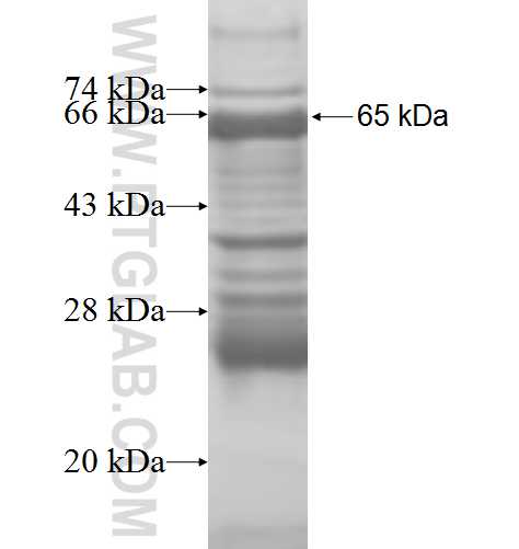 CAP2 fusion protein Ag8477 SDS-PAGE