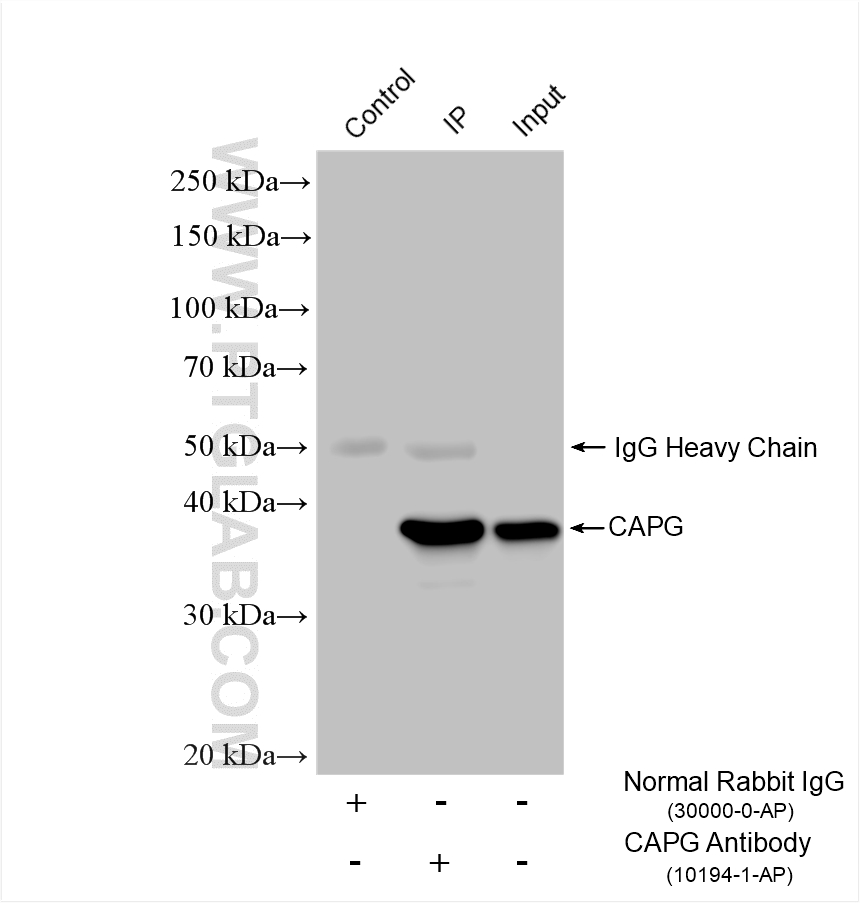 IP result of anti-CAPG (IP:10194-1-AP, 5ug; Detection:10194-1-AP 1:1000) with HeLa cells lysate 1480 ug. IP experiment of HeLa using 10194-1-AP