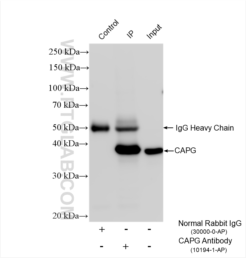 IP result of anti-CAPG (IP:10194-1-AP, 4ug; Detection:10194-1-AP 1:1000) with mouse heart tissue lysate 2080 ug. IP experiment of mouse heart using 10194-1-AP