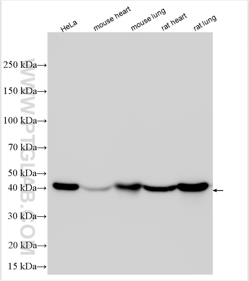WB analysis using 10194-1-AP