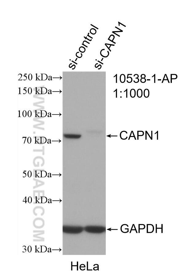 WB analysis of HeLa using 10538-1-AP