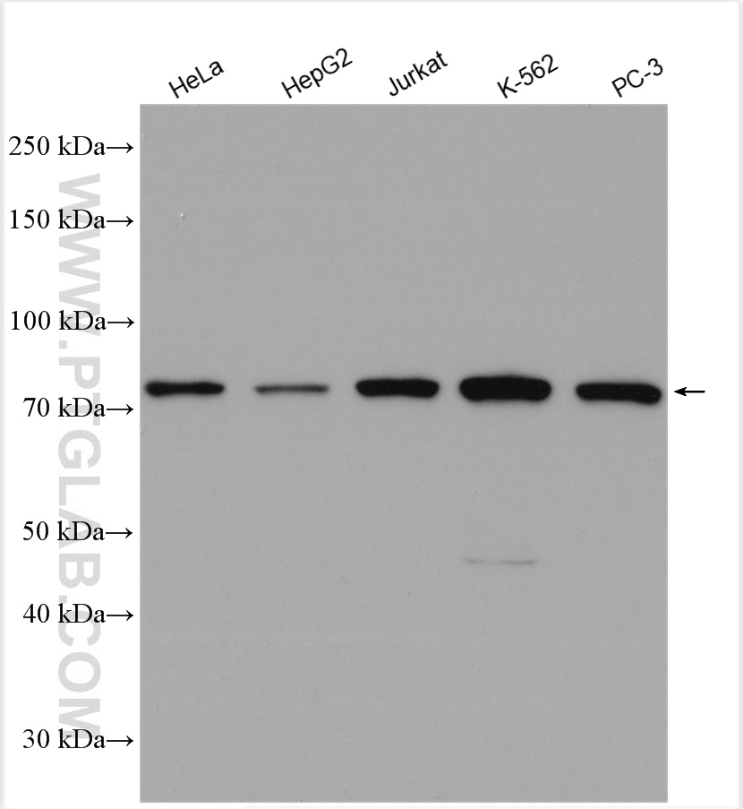 WB analysis using 10538-1-AP