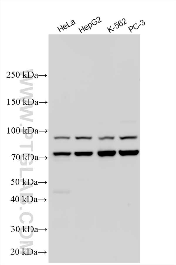 WB analysis using 10538-1-AP