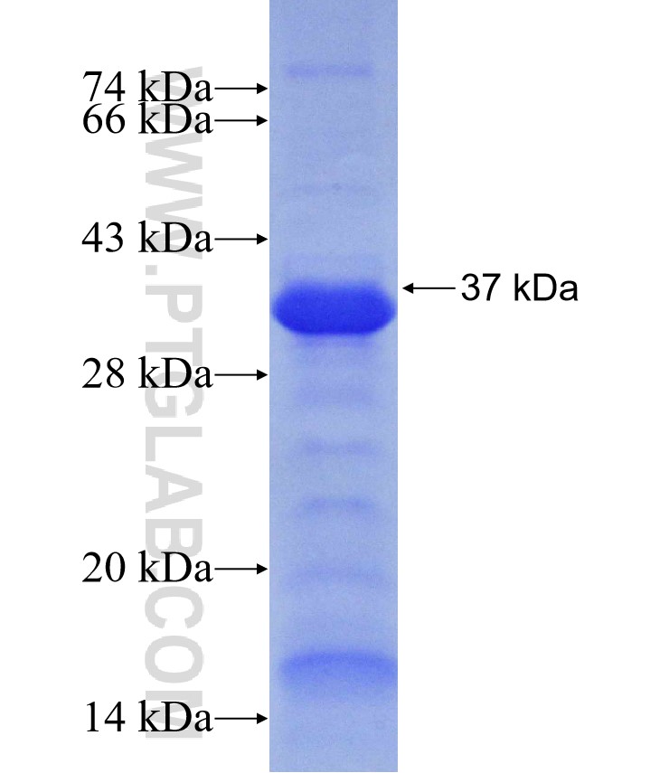 CAPN1 fusion protein Ag30522 SDS-PAGE