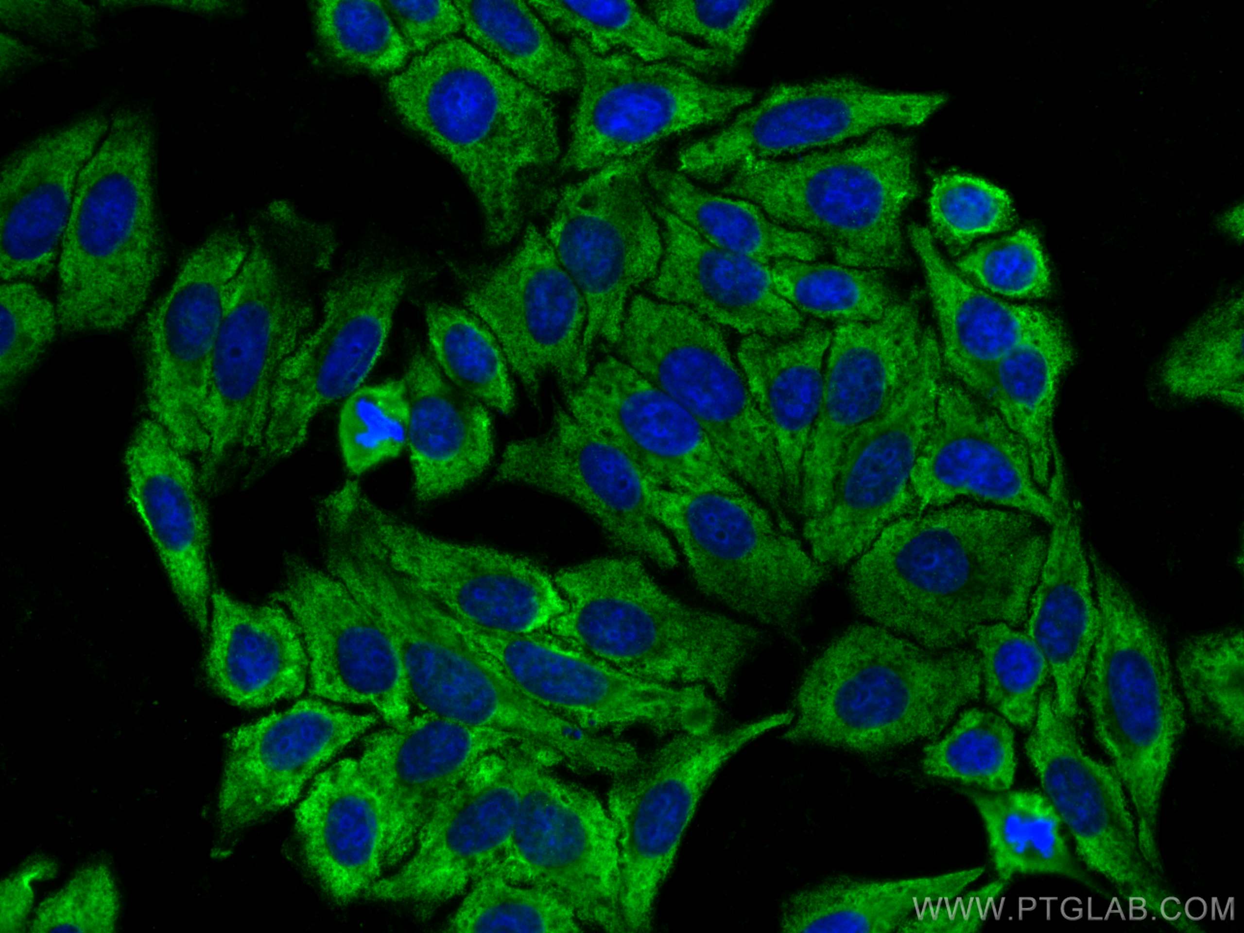 IF Staining of HepG2 using CL488-66977