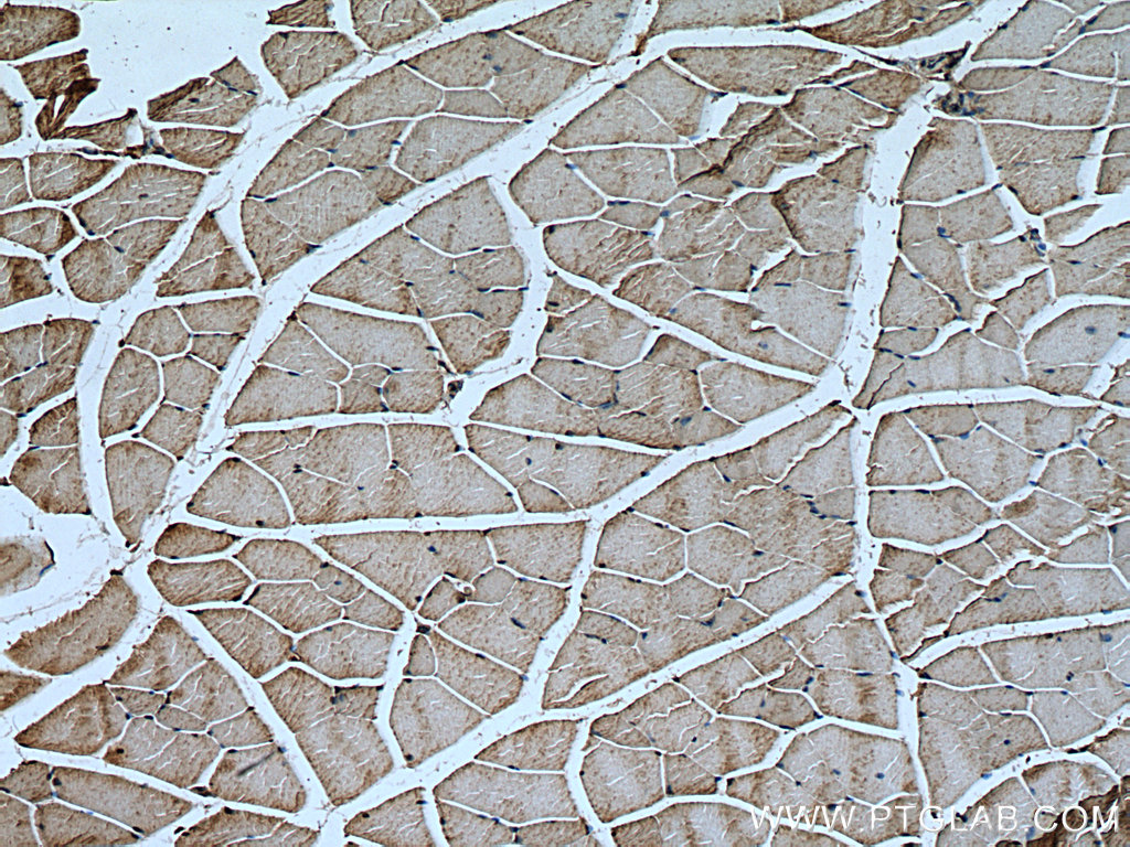 IHC staining of mouse skeletal muscle using 10492-1-AP