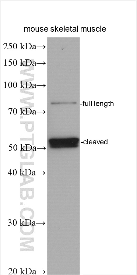 WB analysis using 10492-1-AP