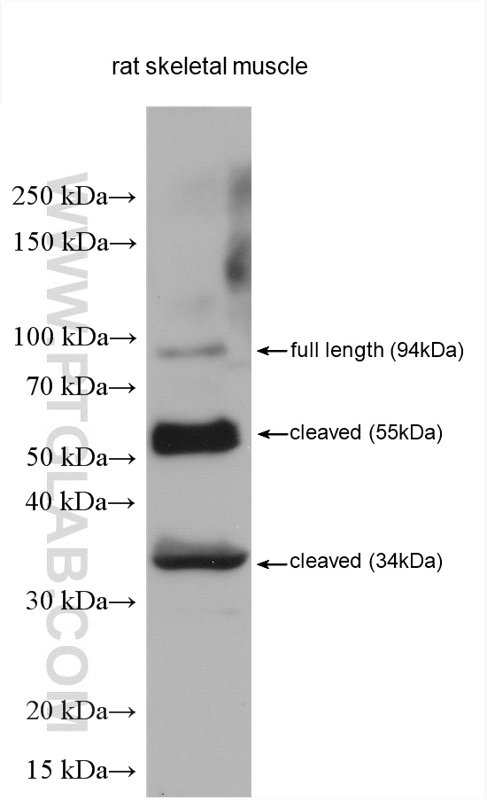 WB analysis using 28476-1-AP