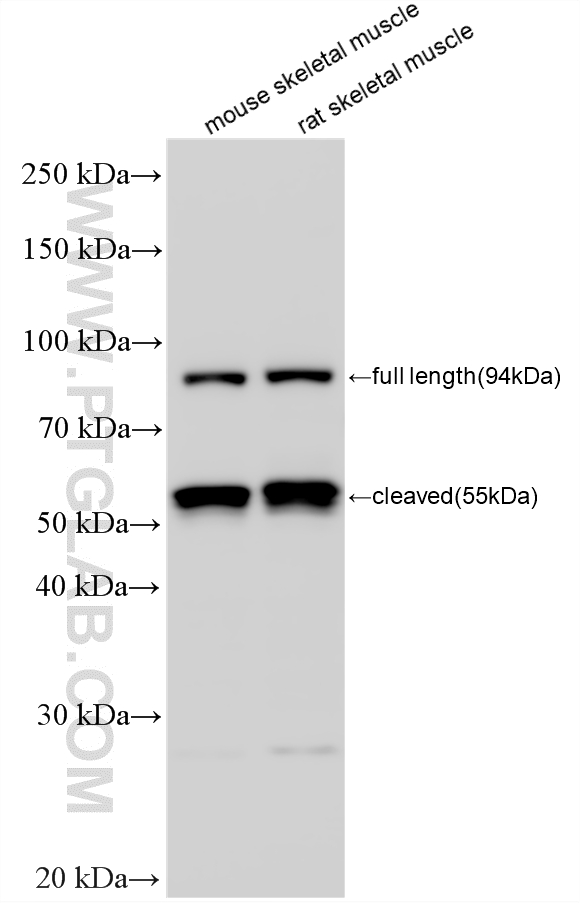 Various lysates were subjected to SDS PAGE followed by western blot with 28476-1-AP (Calpain 3 antibody) at dilution of 1:1500 incubated at room temperature for 1.5 hours. WB analysis using 28476-1-AP