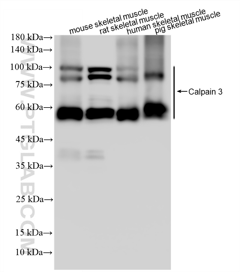 Various lysates were subjected to SDS PAGE followed by western blot with <a class='green' href='/productredirect?CatalogNo=87158-1-RR' target='_blank'>87158-1-RR</a> (CAPN3 antibody) at dilution of 1:10000 incubated at room temperature for 1.5 hours. This data was developed using the same antibody clone with 87158-1-PBS in a different storage buffer formulation. WB analysis using 87158-1-RR (same clone as 87158-1-PBS)