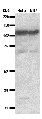 CAPRIN1 Polyclonal antibody