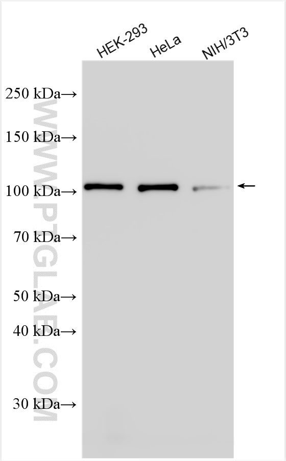 WB analysis using 15112-1-AP