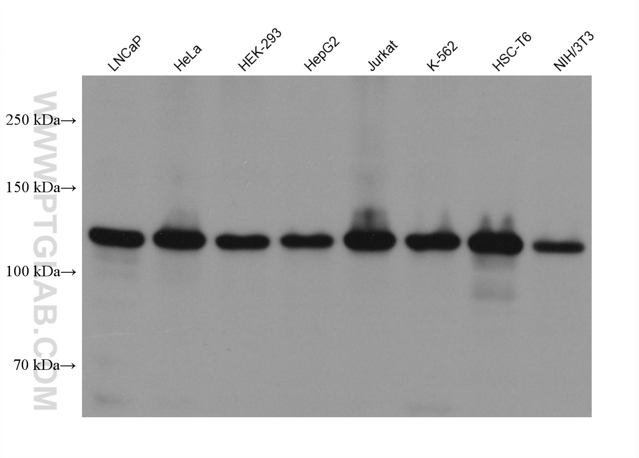 WB analysis using 66352-1-Ig