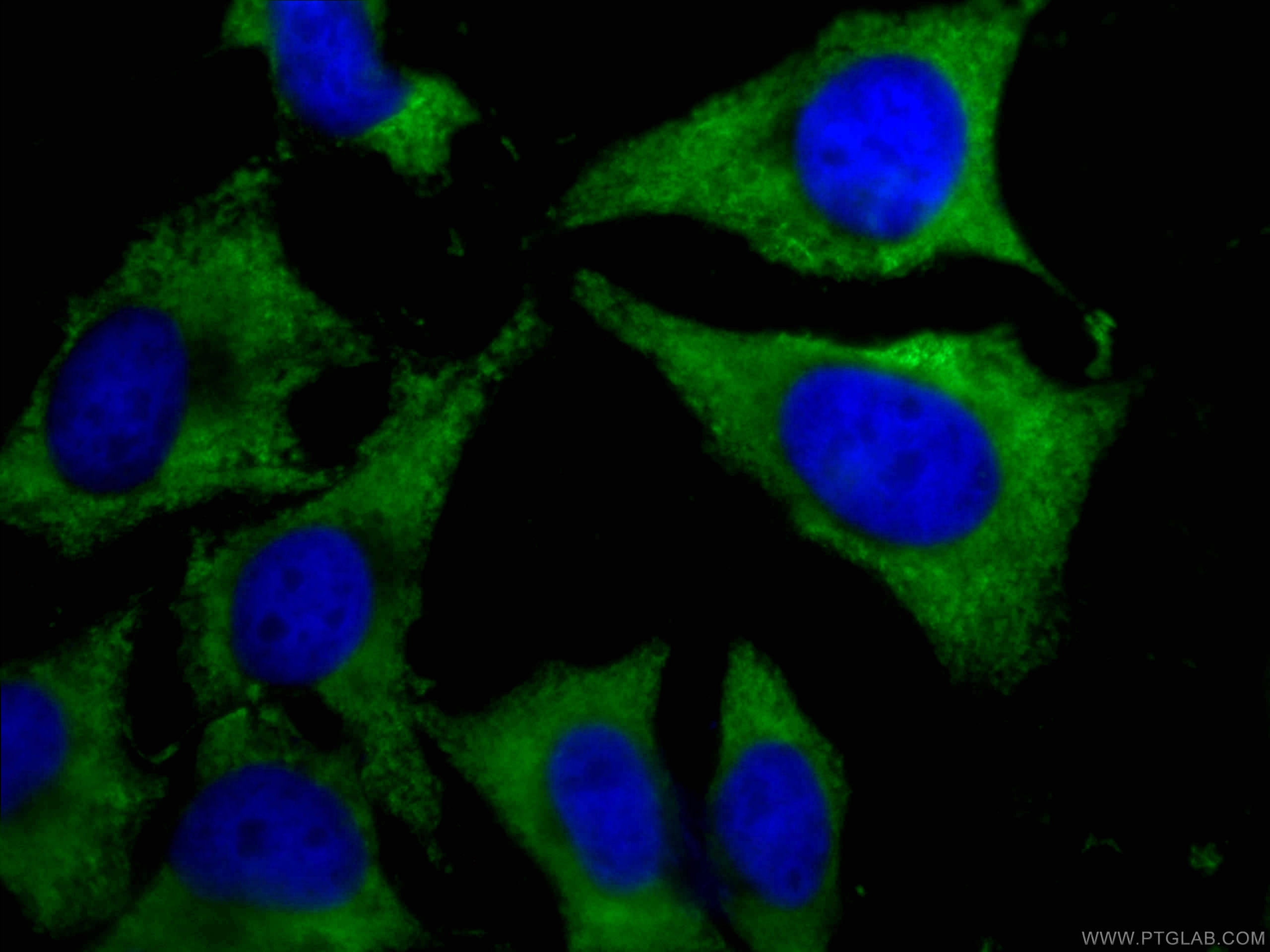 IF Staining of HeLa using CL488-66352