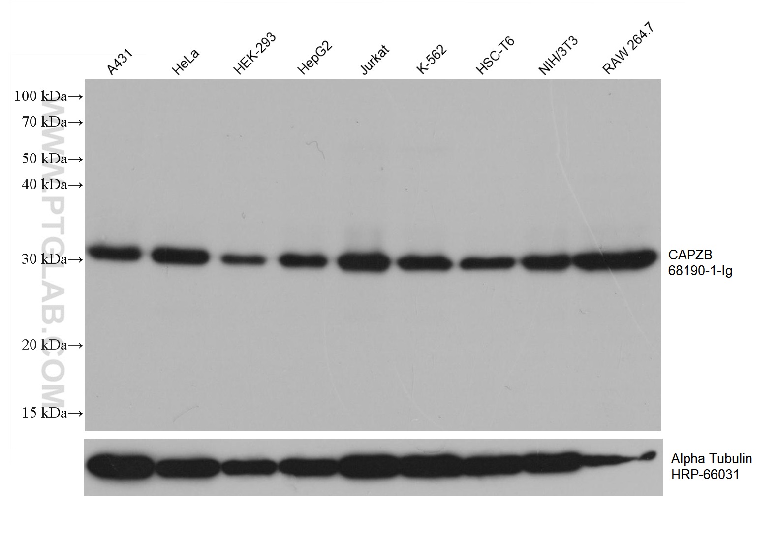 WB analysis using 68190-1-Ig