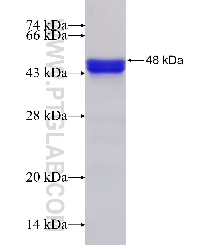 CARD10 fusion protein Ag21600 SDS-PAGE