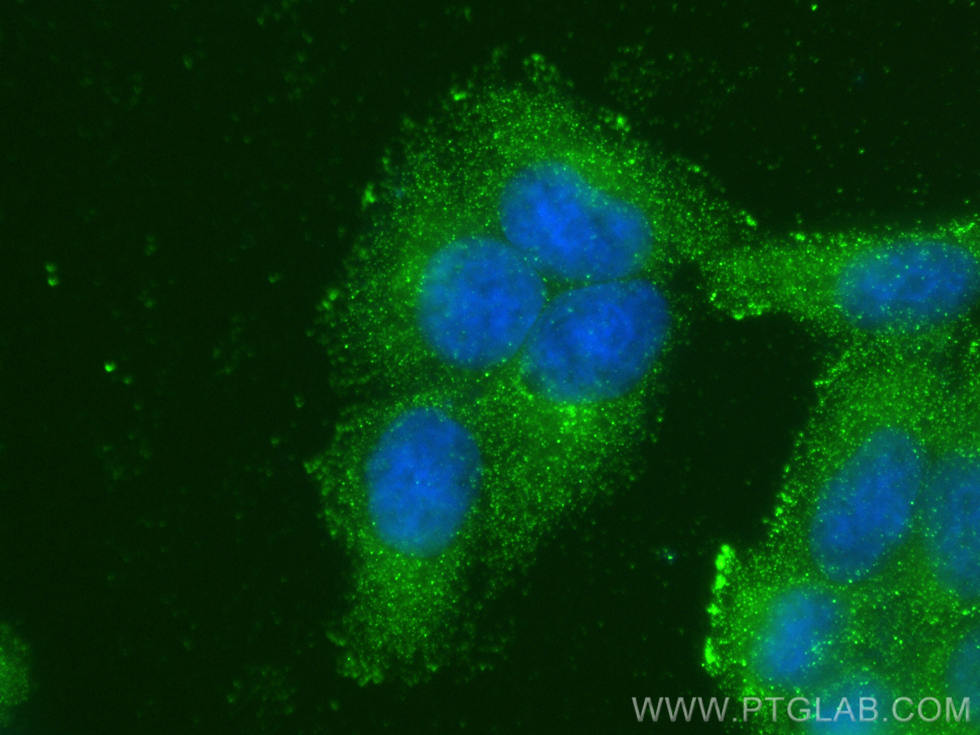 IF Staining of L02 using 68269-1-Ig