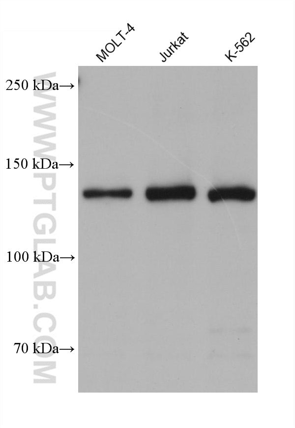 WB analysis using 68269-1-Ig