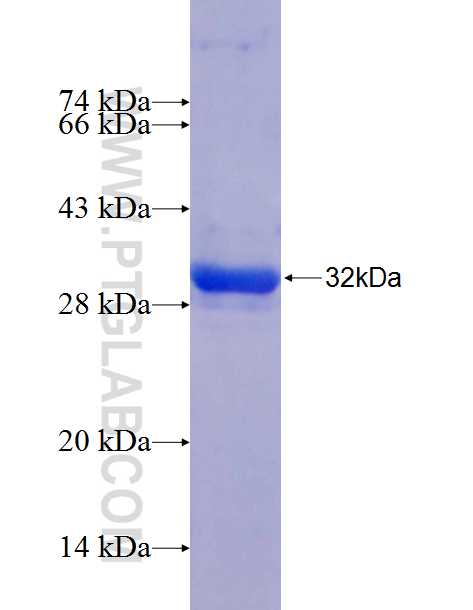 CARD8 fusion protein Ag24628 SDS-PAGE