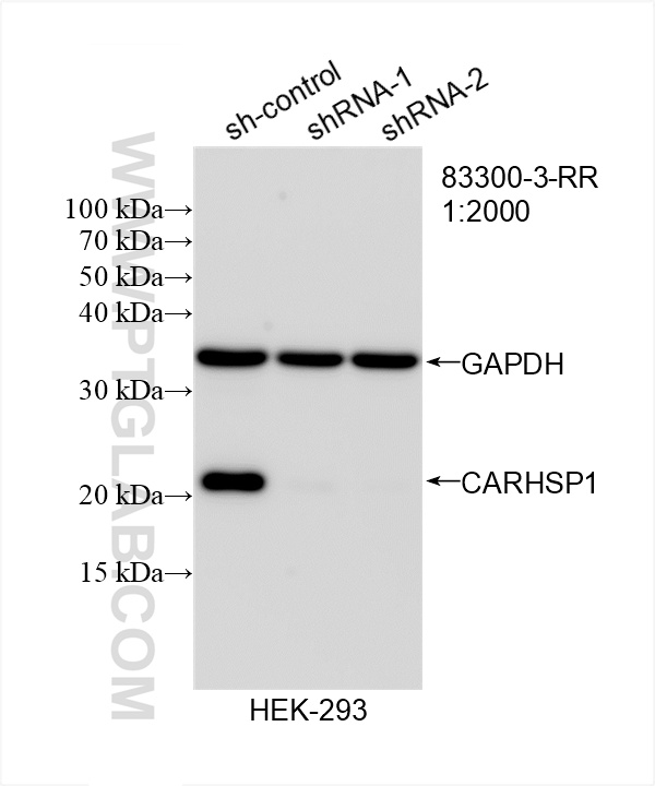 WB analysis of HEK-293 using 83300-3-RR