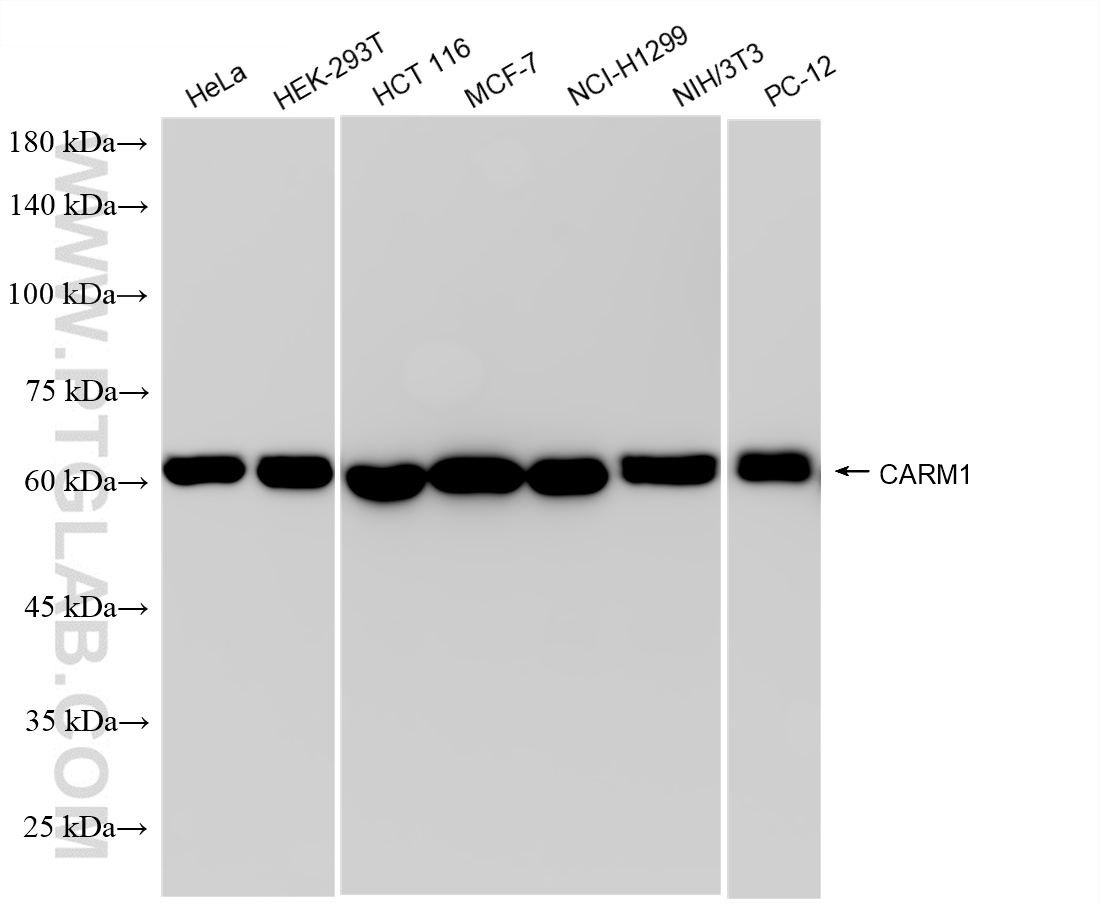 WB analysis using 85146-3-RR