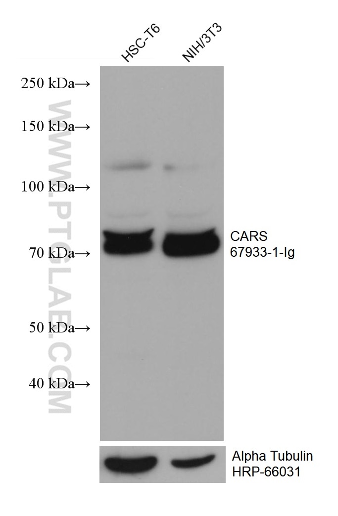 WB analysis using 67933-1-Ig (same clone as 67933-1-PBS)