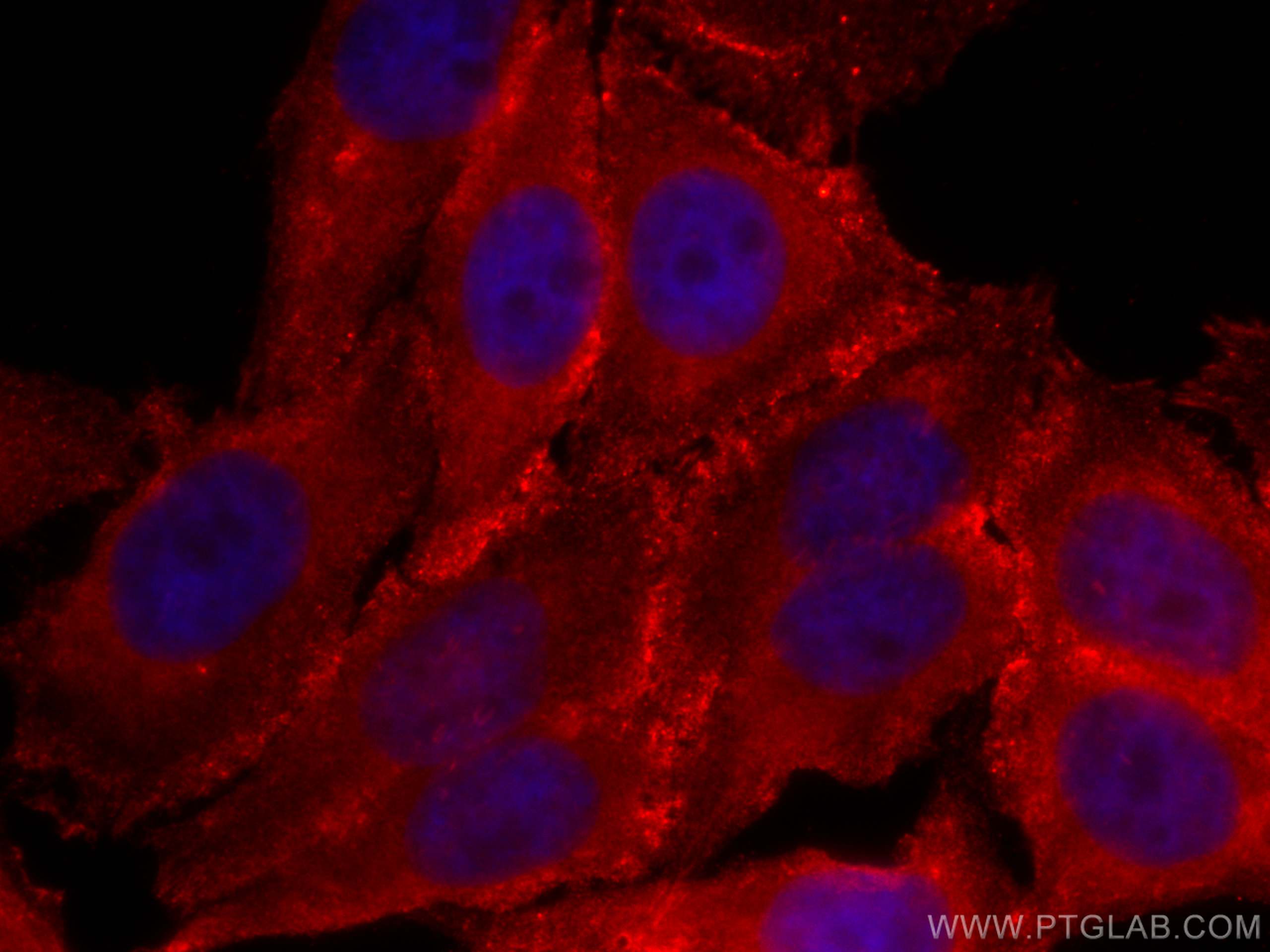 IF Staining of HepG2 using CL594-67933