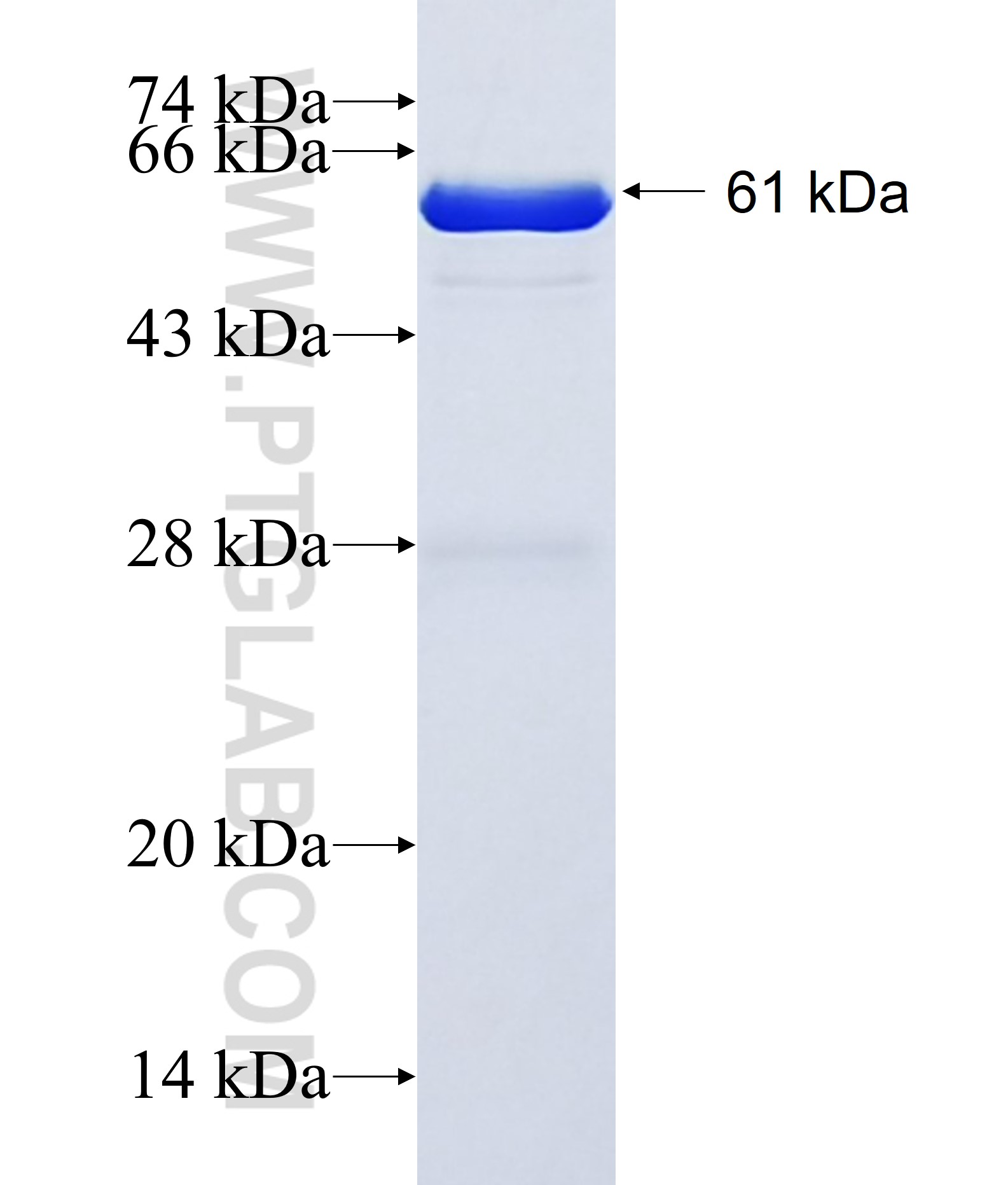 CASKIN2 fusion protein Ag11894 SDS-PAGE